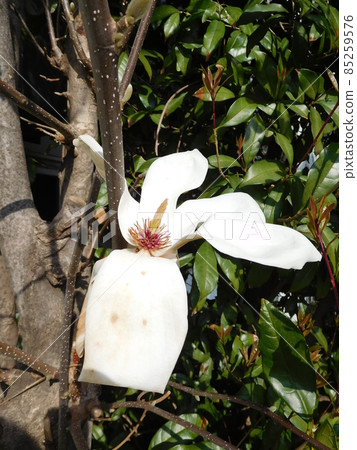 Yulan magnolia flower 85259576
