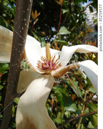 Yulan magnolia flower 85259577