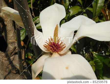 Yulan magnolia flower 85259578