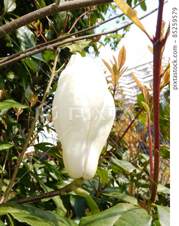 Yulan magnolia flower 85259579