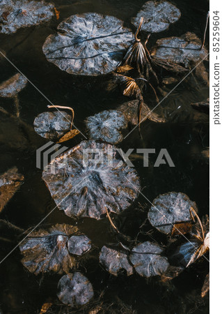 枯萎的蓮花和結冰的水面 85259604