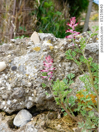 意大利 Civita di Bagnoregio Fumitory 意大利 Civita di Bagnoregio Fumitory 85259640