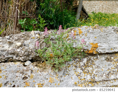 意大利 Civita di Bagnoregio Fumitory 85259641