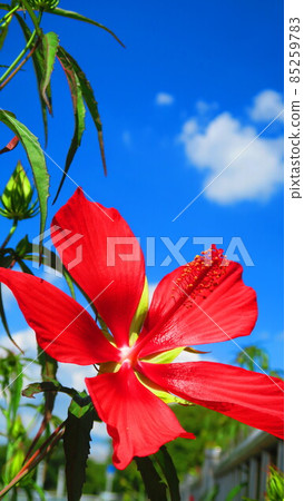 猩紅色玫瑰花和藍天風景 85259783