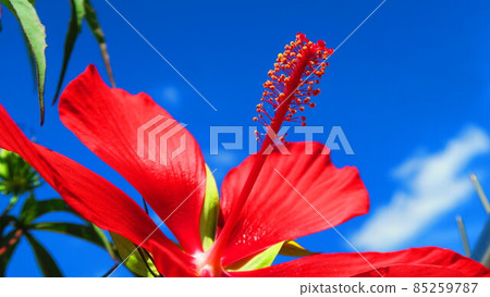 Scarlet rosemallow and blue sky landscape 85259787
