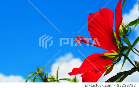 Scarlet rosemallow and blue sky landscape 85259788