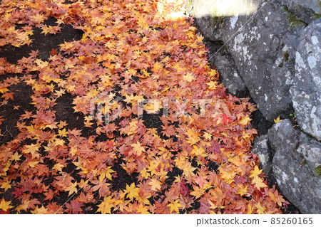 A landscape with many fallen leaves of maple colored in red, orange and yellow in front of the stone wall 85260165