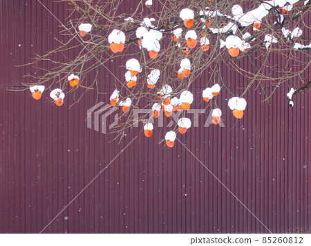 Snow persimmon, snow, winter, starling, winter bird Snow persimmon, snow, winter, starling, winter bird 85260812