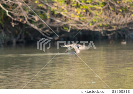 Teal female 01 flying over the river in late autumn 85260818