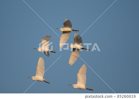 小白鷺在深秋的藍天中飛翔 01 85260819