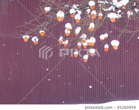 Snow persimmon, snow, winter, starling, winter bird Snow persimmon, snow, winter, starling, winter bird 85260959