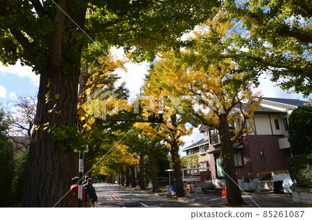 Autumn leaves of Denenchofu 85261087