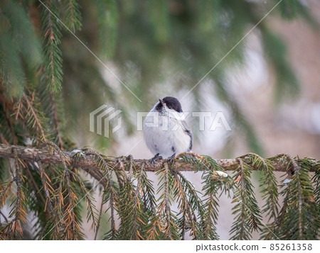 Cute bird the willow tit, song bird sitting on the fir branch Cute bird the willow tit, song bird sitting on the fir branch 85261358