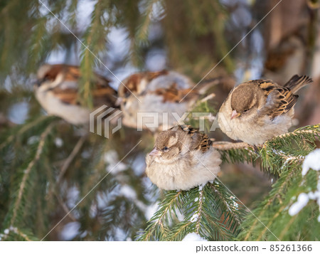 Four Sparrows sits on a fir branch in the autumn or winter Four Sparrows sits on a fir branch in the autumn or winter 85261366
