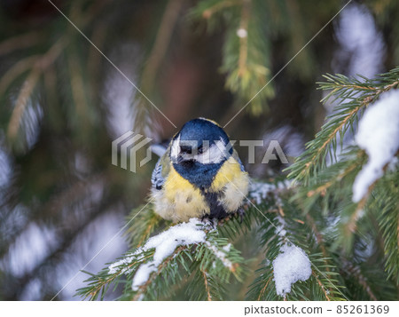 Cute bird Great tit, songbird sitting on the fir branch with snow in winter 85261369