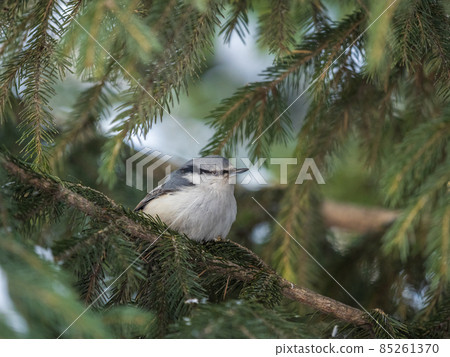 Eurasian nuthatch or wood nuthatch, lat. Sitta europaea, sitting on the fir branch in the forest Eurasian nuthatch or wood nuthatch, lat. Sitta europaea, sitting on the fir branch in the forest 85261370