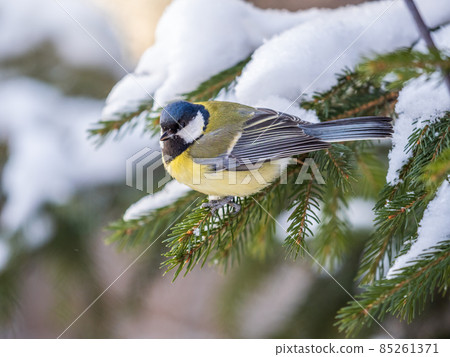 Cute bird Great tit, songbird sitting on the fir branch with snow in winter Cute bird Great tit, songbird sitting on the fir branch with snow in winter 85261371