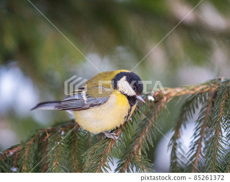 Cute bird Great tit, songbird sitting on the fir branch Cute bird Great tit, songbird sitting on the fir branch 85261372