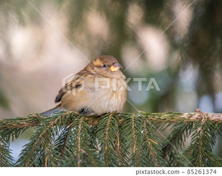 Sparrow sits on a fir branch in the sunset light. Sparrow sits on a fir branch in the sunset light. 85261374