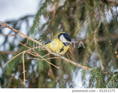 Cute bird Great tit, songbird sitting on the fir branch Cute bird Great tit, songbird sitting on the fir branch 85261375