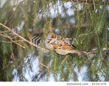 Sparrow sits on a fir branch in the sunset light. Sparrow sits on a fir branch in the sunset light. 85261376