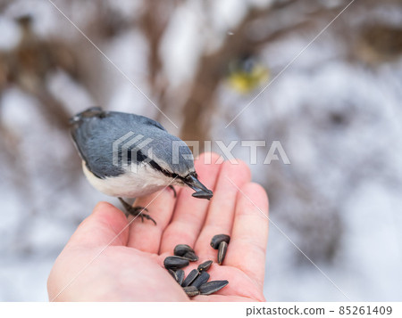 The Eurasian nuthatch eats seeds from a man's hand. Hungry bird wood nuthatch eating seeds from a hand during winter or autumn 85261409