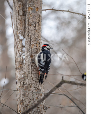 Little woodpecker sits on a tree trunk with snow in winter. The great spotted woodpecker, Dendrocopos major 85261421