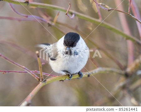 Cute bird the willow tit, song bird sitting on a branch without leaves in the winter. 85261441