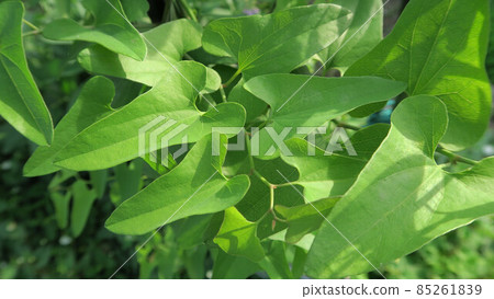 Slender Dutchman's leaf 85261839