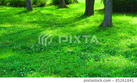 Green landscape of trees and weeds in the park 85261841