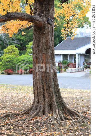Autumn leaves of Acer buergerianum 85261852