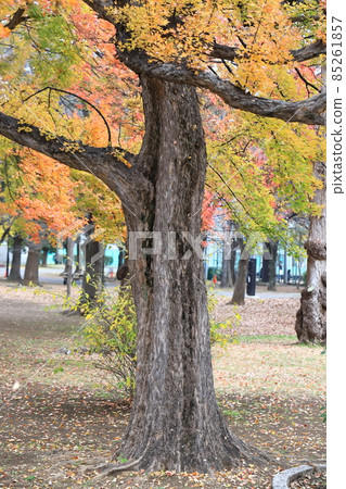 Autumn leaves of Acer buergerianum 85261857