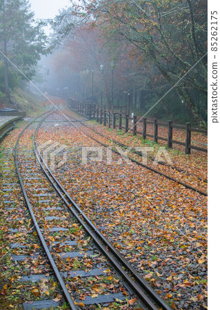 臺灣,冬季,楓葉,雨水,濕氣,火車,鐵道,生態,霧氣 85262175