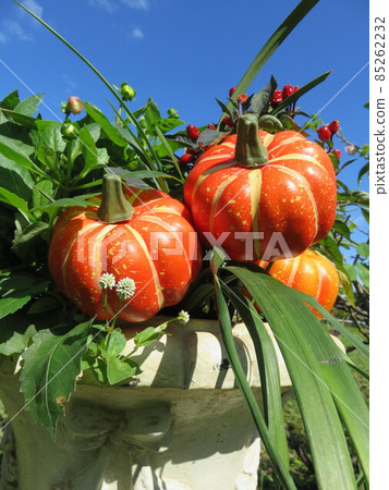 Halloween image group planting Halloween image group planting 85262232