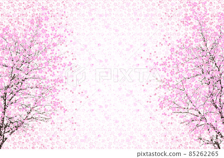 Two weeping cherry blossoms in full bloom Two weeping cherry blossoms in full bloom 85262265