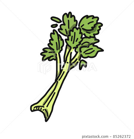 生芹菜的插圖 85262372
