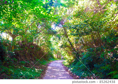 愛知縣 Shinoshima Sea Green Tunnel 山路 愛知縣 Shinoshima Sea Green Tunnel 山路 85262438