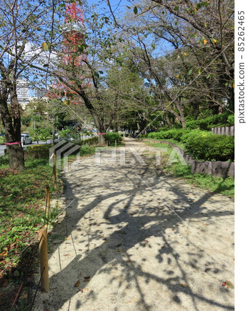 在陽光明媚的秋日公園長廊 85262465