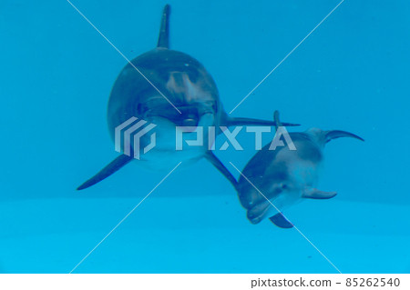 Aichi Prefecture Port of Nagoya Public Aquarium Bottlenose dolphin 85262540