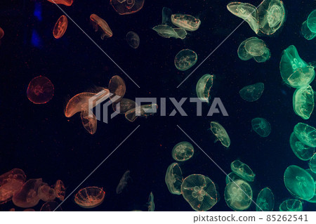 Aichi Prefecture Port of Nagoya Public Aquarium Moon Jellyfish 85262541