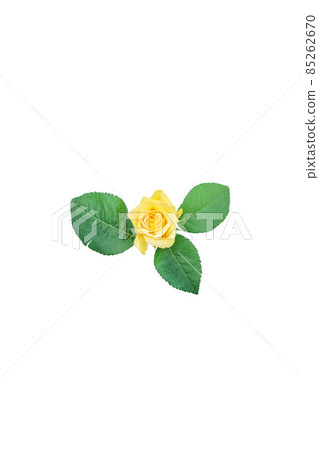Rose yellow yellow rose yellow rose rose rose Rose yellow yellow rose yellow rose rose rose 85262670