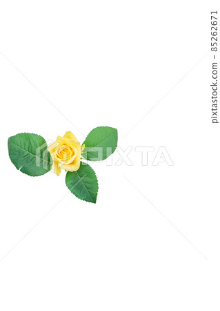 Rose yellow yellow rose yellow rose rose rose Rose yellow yellow rose yellow rose rose rose 85262671