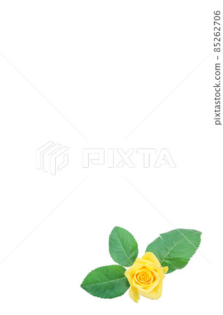 Rose yellow yellow rose yellow rose rose rose 85262706