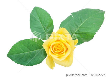玫瑰黃 黃玫瑰 黃玫瑰 玫瑰 玫瑰 玫瑰黃 黃玫瑰 黃玫瑰 玫瑰 玫瑰 85262724
