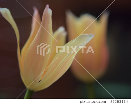 White tulip flowers 85263114