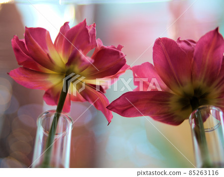 Pink tulip flowers 85263116