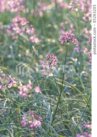 Rakkyo no Hana（鳥取縣北榮市） 85263205