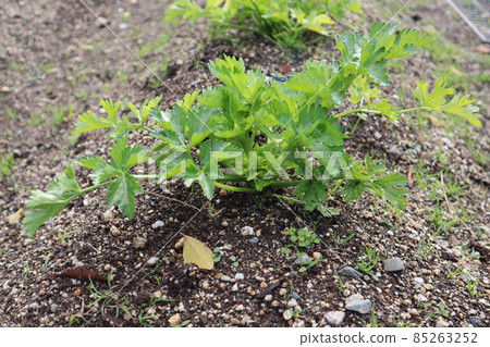 芹菜苗種植田的風景 85263252