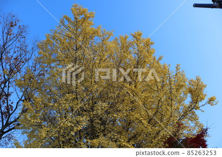 A landscape with a row of large ginkgo trees that turn yellow and a maple tree that turns red A landscape with a row of large ginkgo trees that turn yellow and a maple tree that turns red 85263253