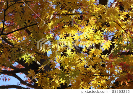 A landscape shot by focusing on the yellow-colored maple leaves that are exposed to light and blurring the blue sky and red-colored maple leaves. 85263255